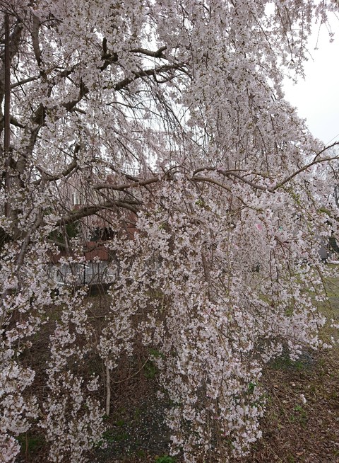 桜