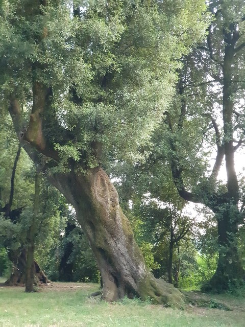 Quercia