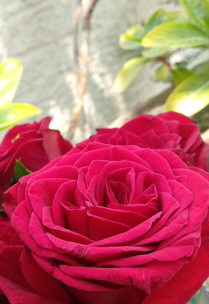 Red Rose