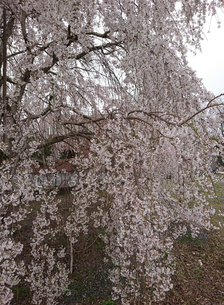 桜
