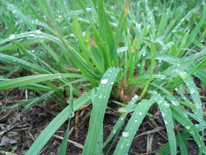 leaf drops