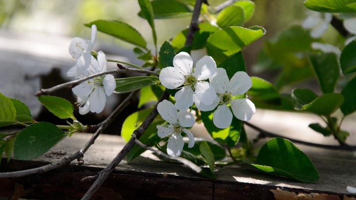 Spring