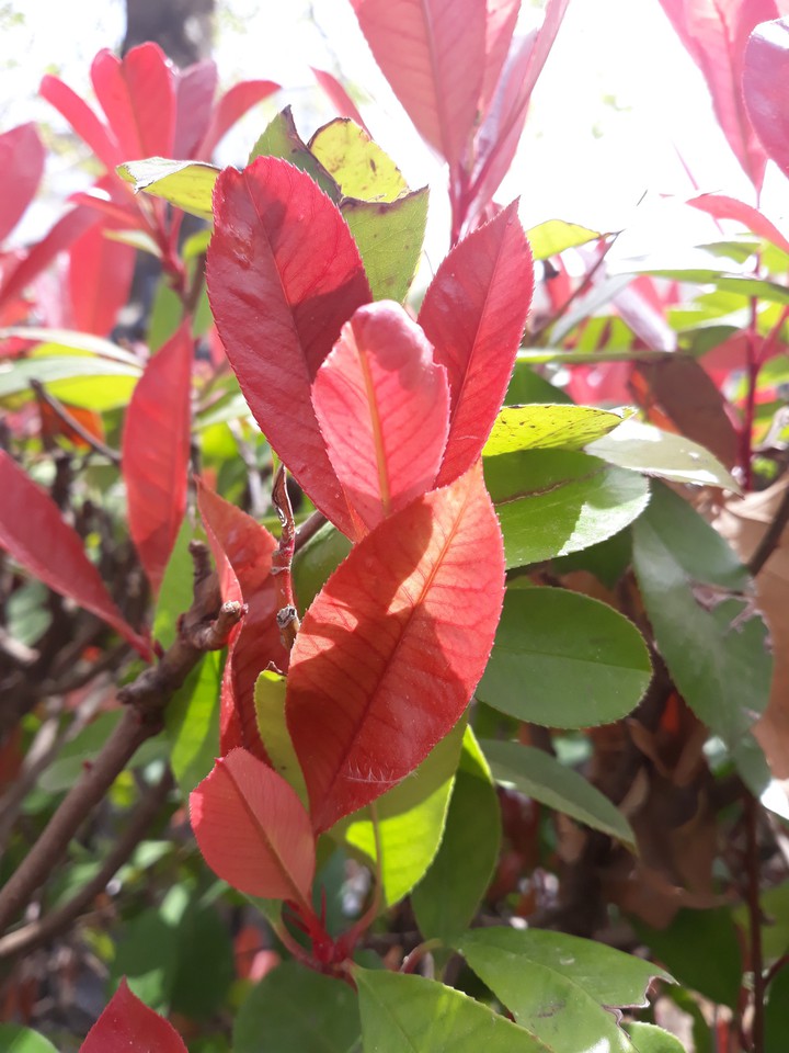 red and green