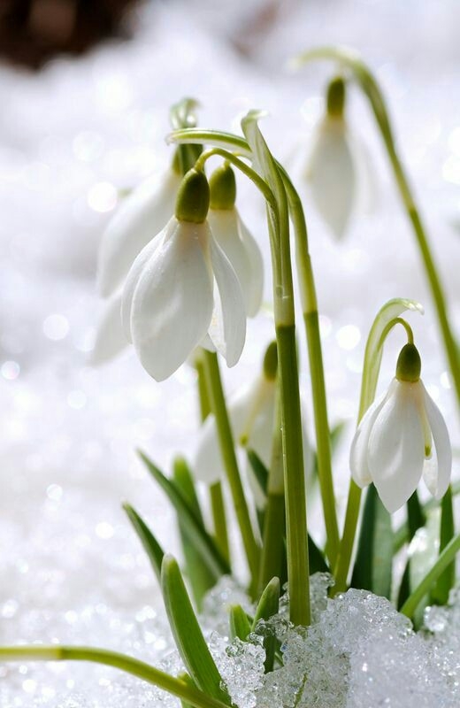 First Flowers of Spring