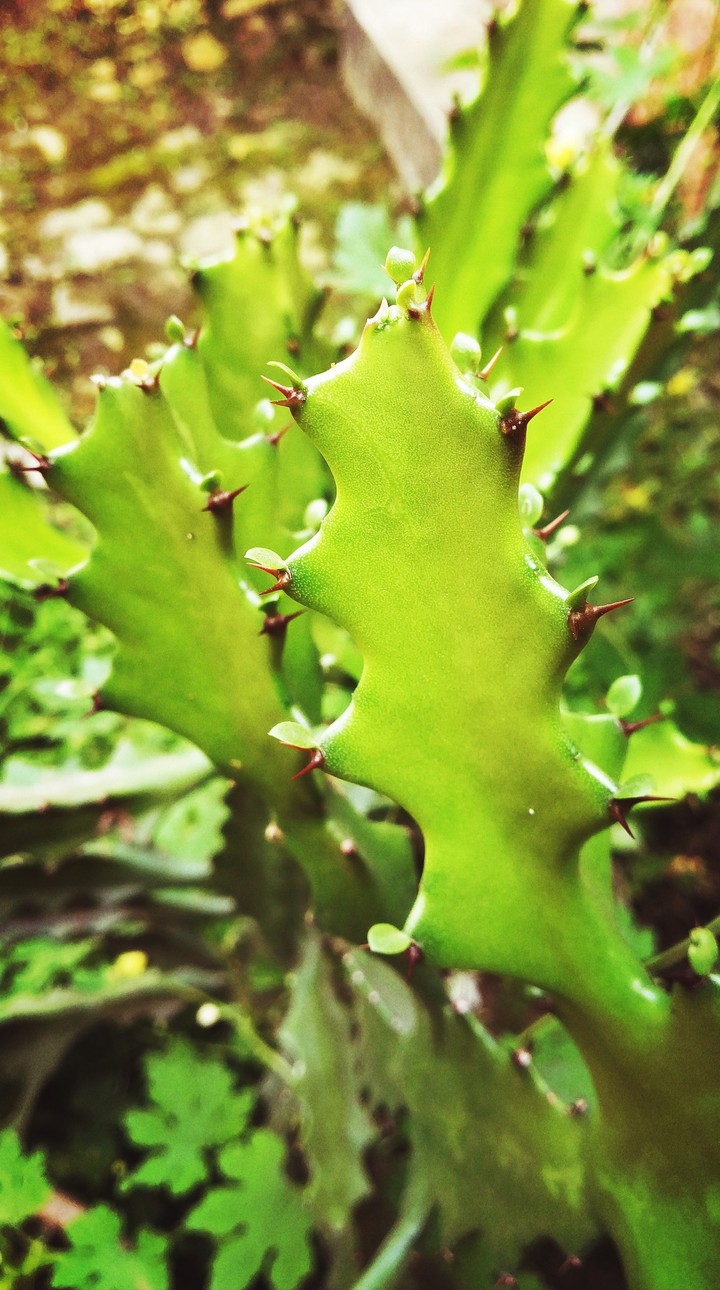 cactus
