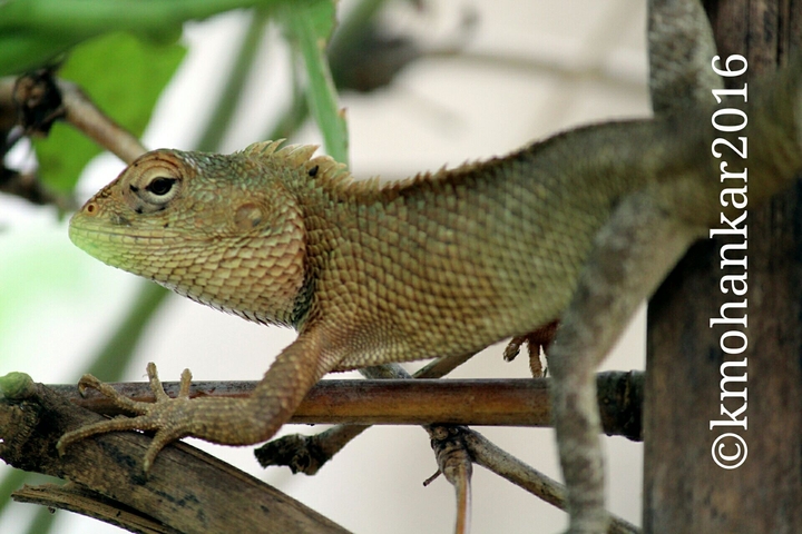 Chameleon