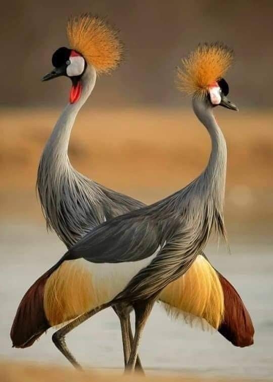 Da natureza para vocês apreciarem.
