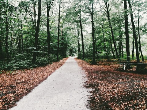 German forest