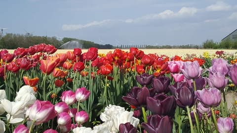Tulpen