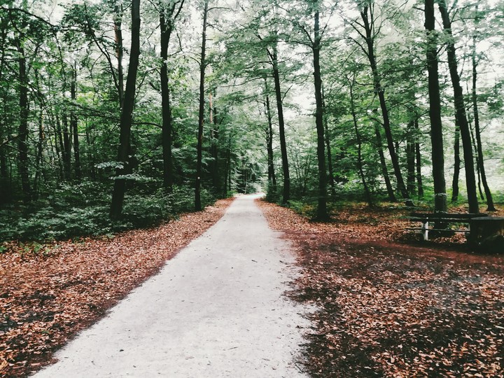 German forest