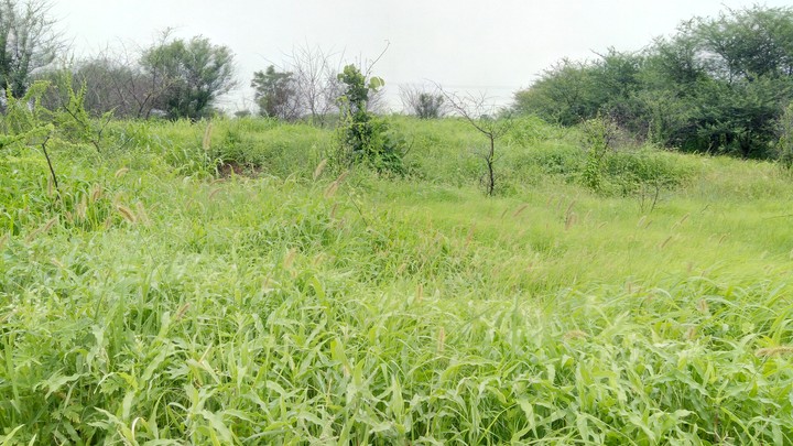 #nature#grass