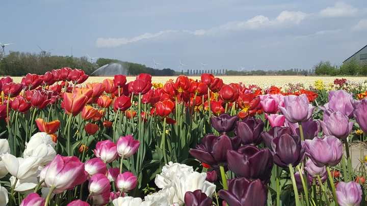 Tulpen