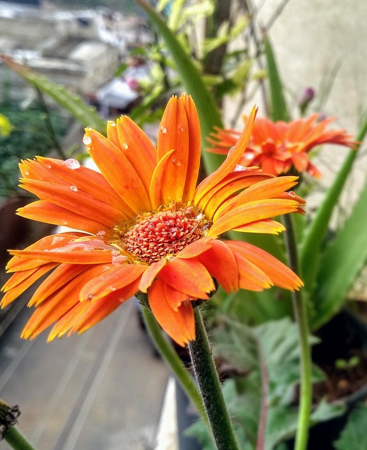 Flower