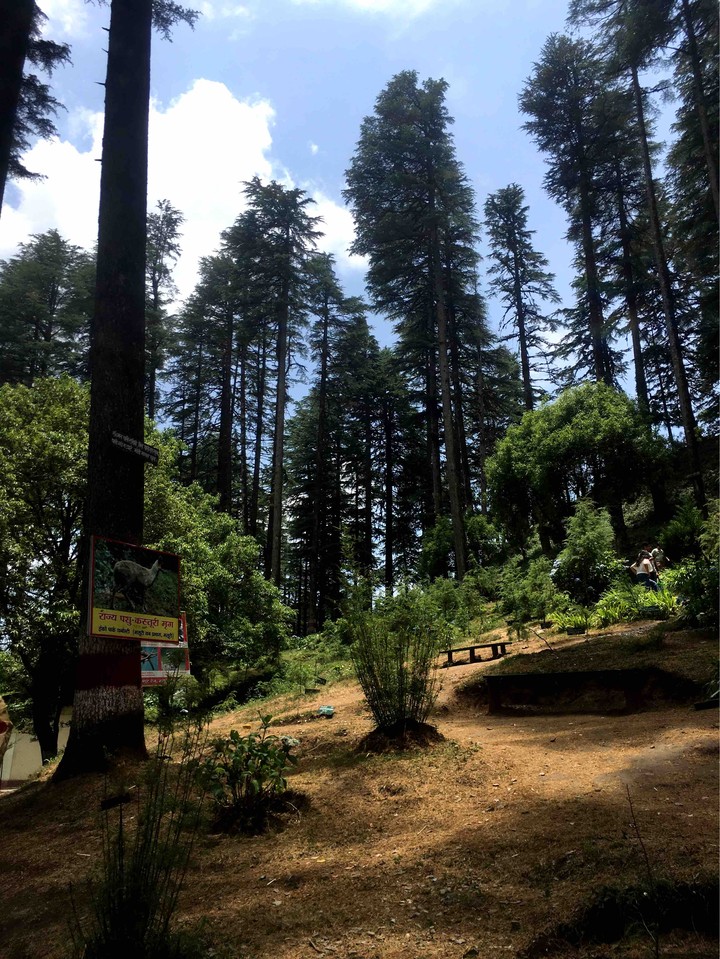 Deodar