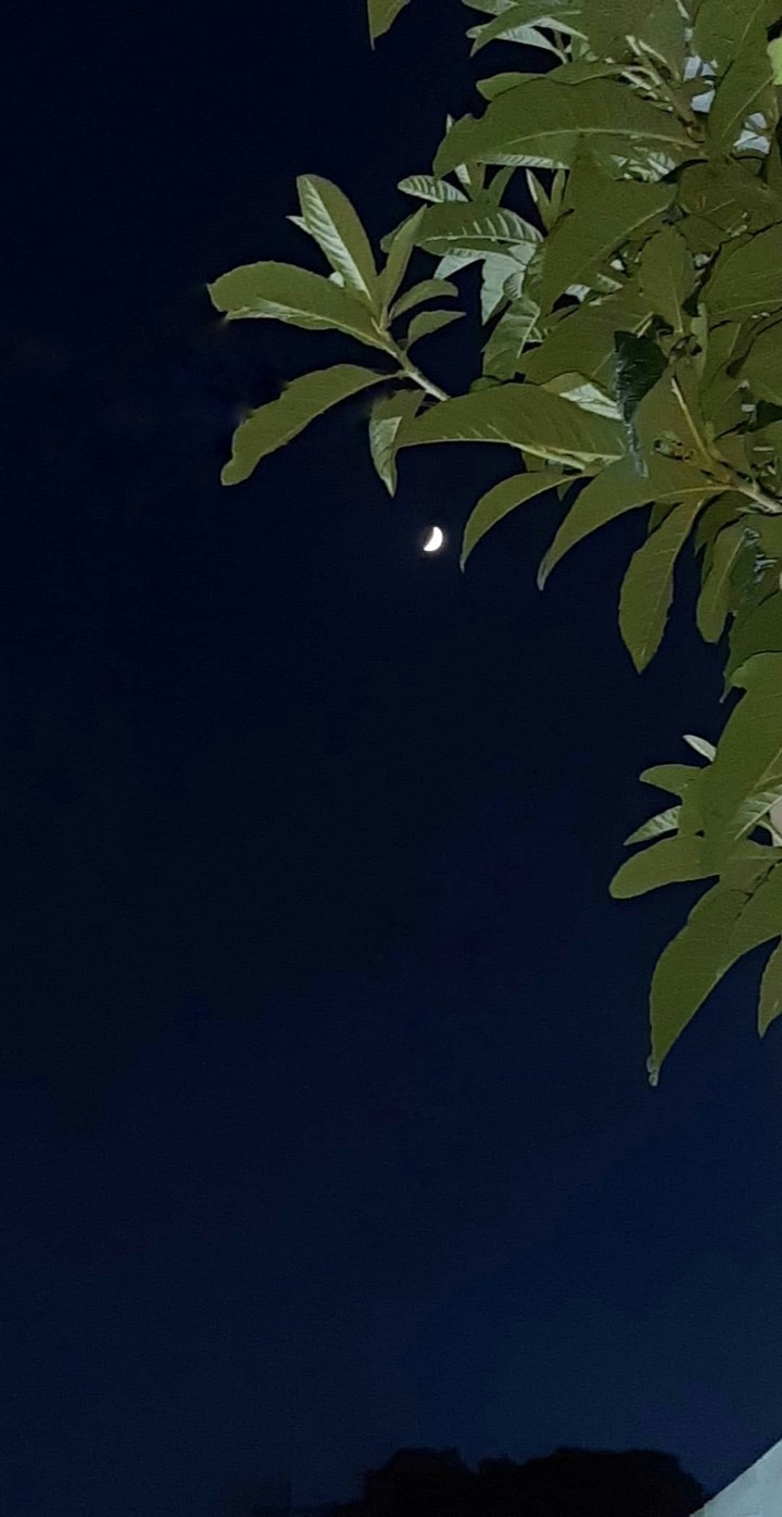 moonlight