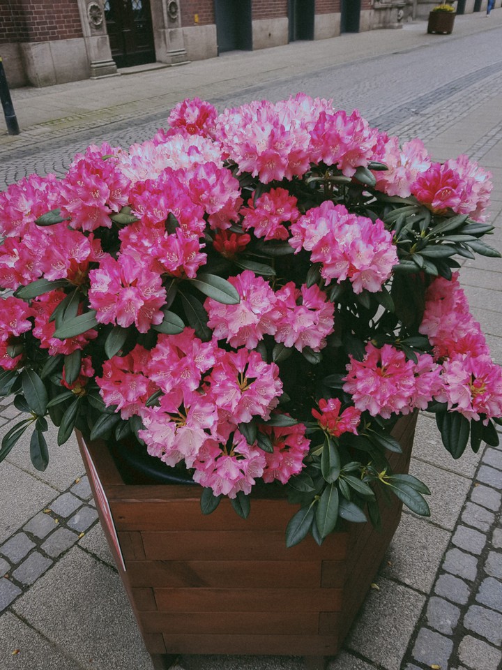 Pink everywhere