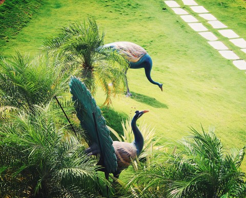 peacock in the garden
