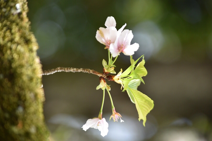 spring
