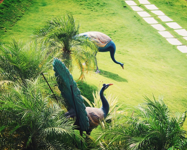peacock in the garden