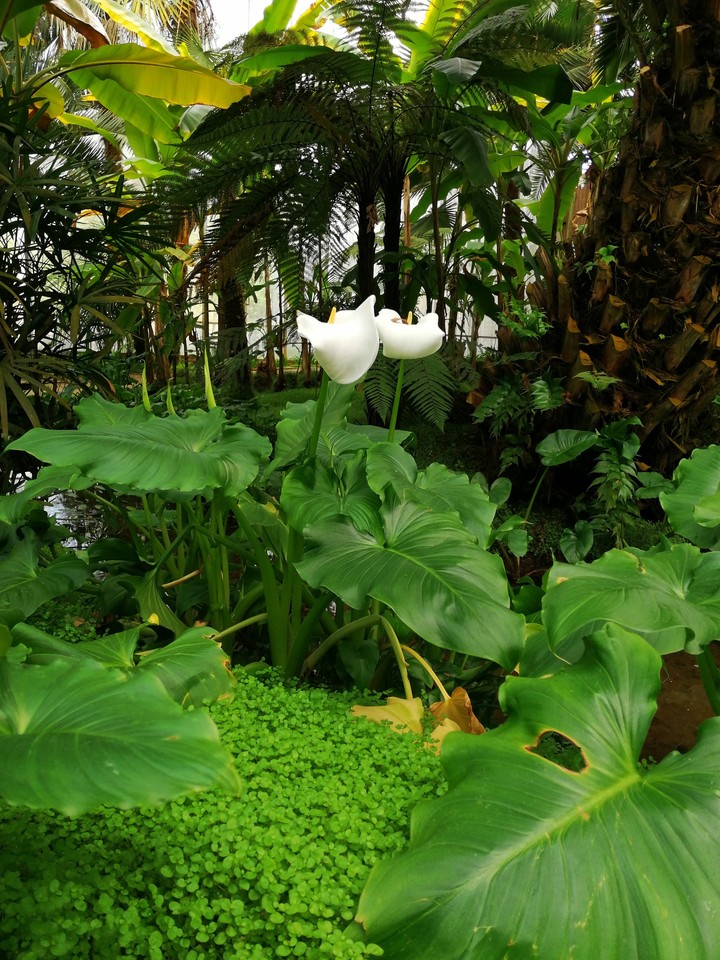 plants