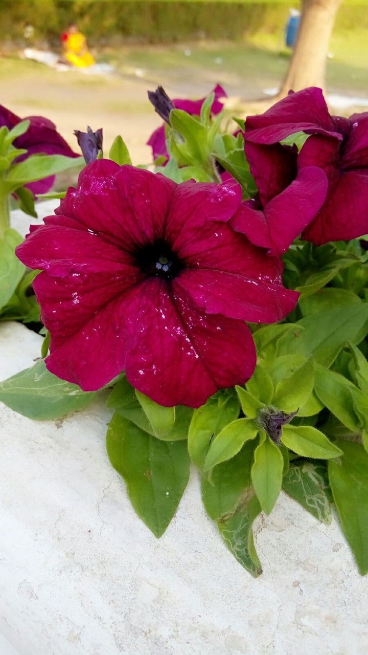 flowers