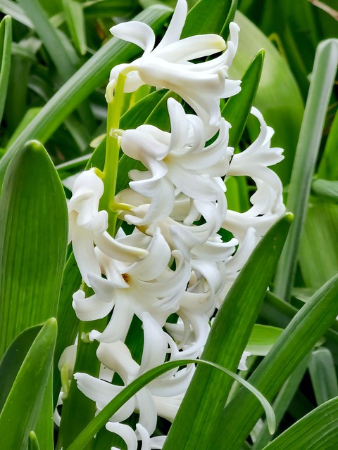 Hyacinth