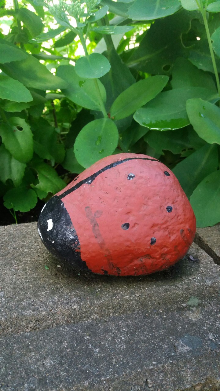 Stone ladybug