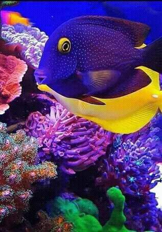 beauty of the ocean