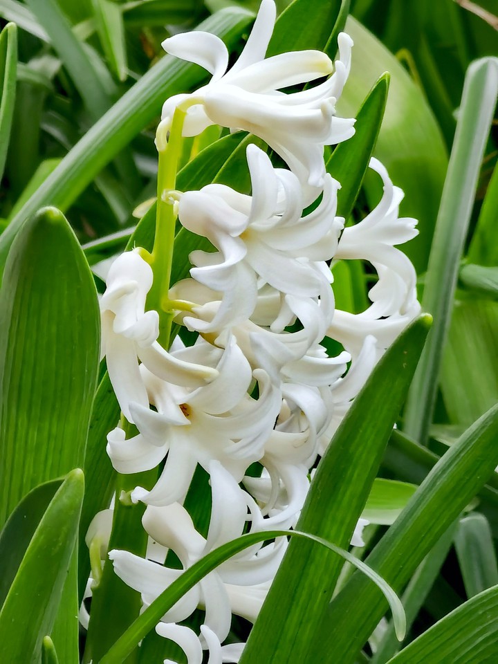 Hyacinth
