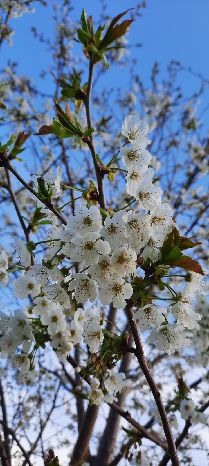 Cherries blossoms
