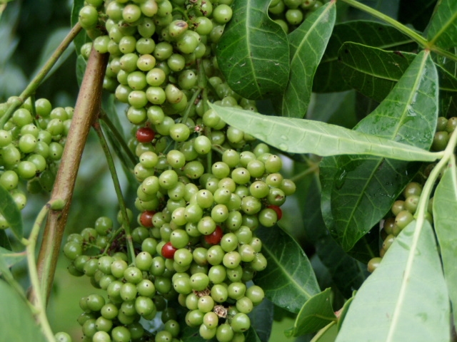 berries