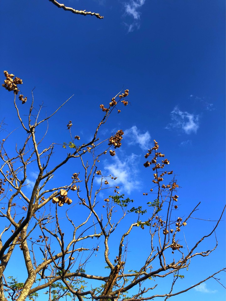 without leaf