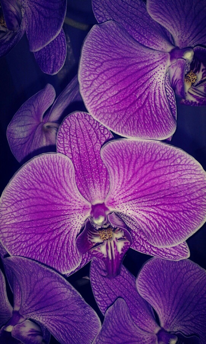 Orchid