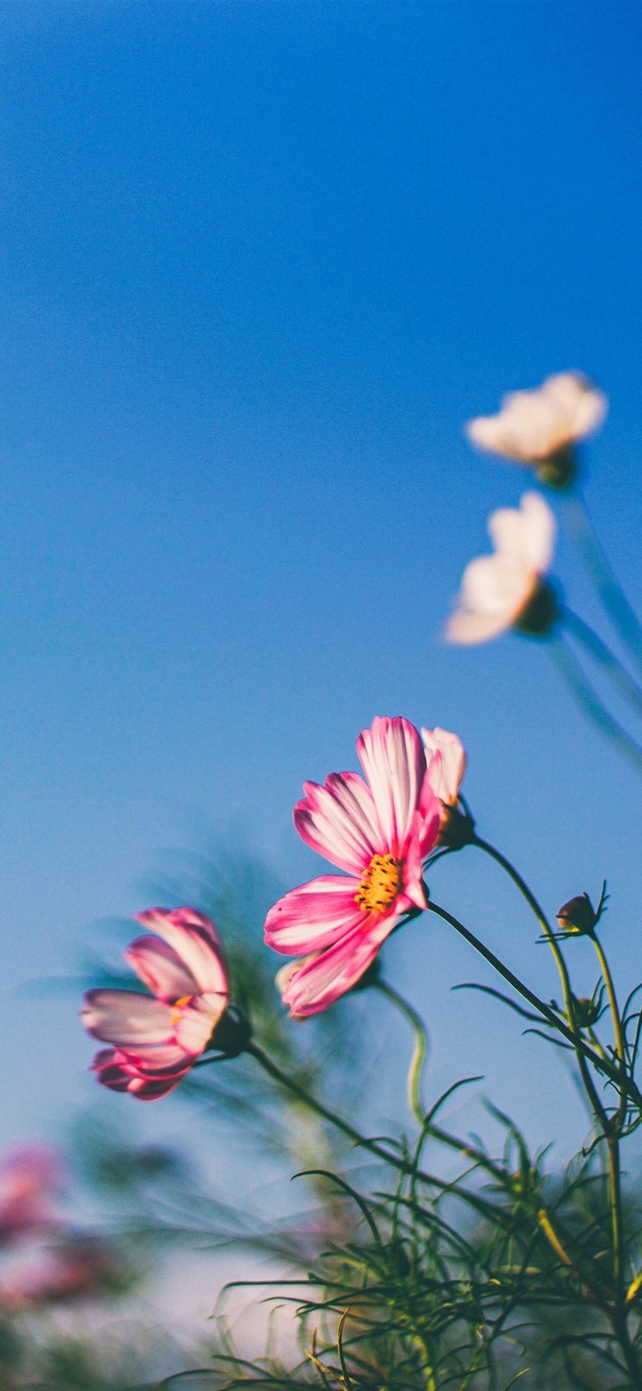 ταπετσαρίες petals, summer