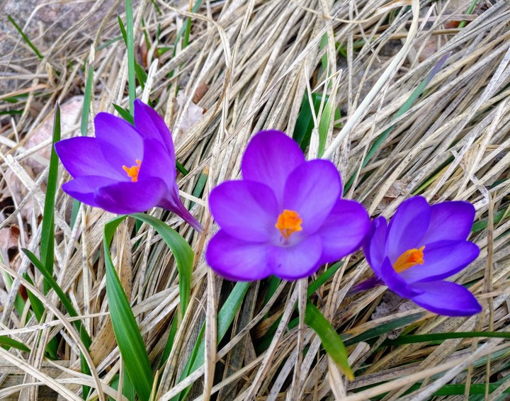 spring flowers