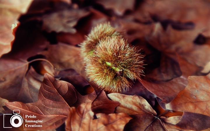 autumn 2018