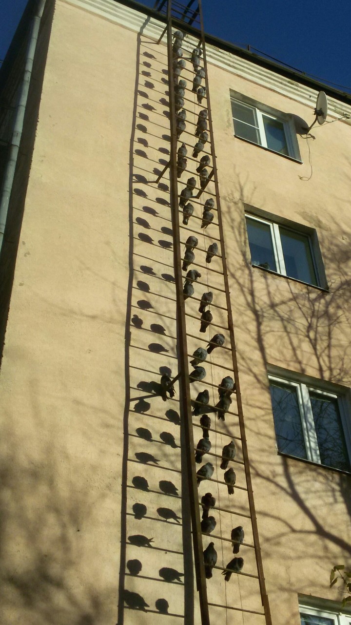 Голуби