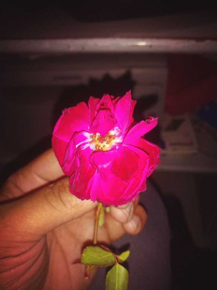 Red rose
