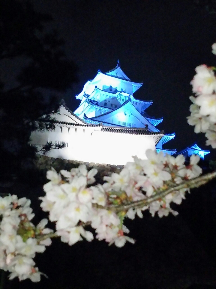 国宝と！夜桜