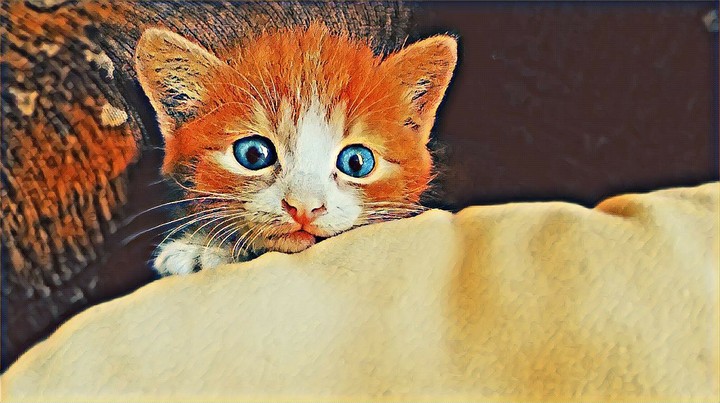 Kitten