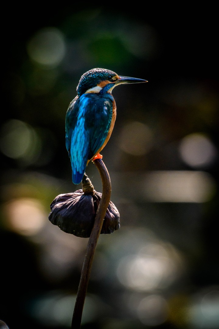 Kingfisher Bird Beak