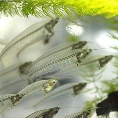 fish ?