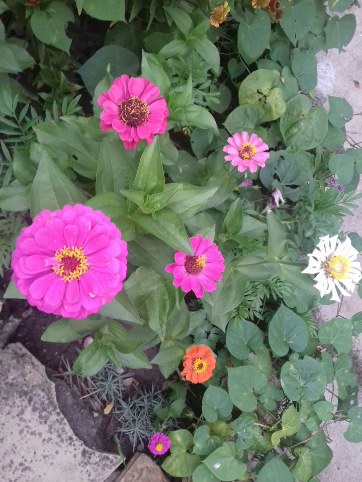 Flower