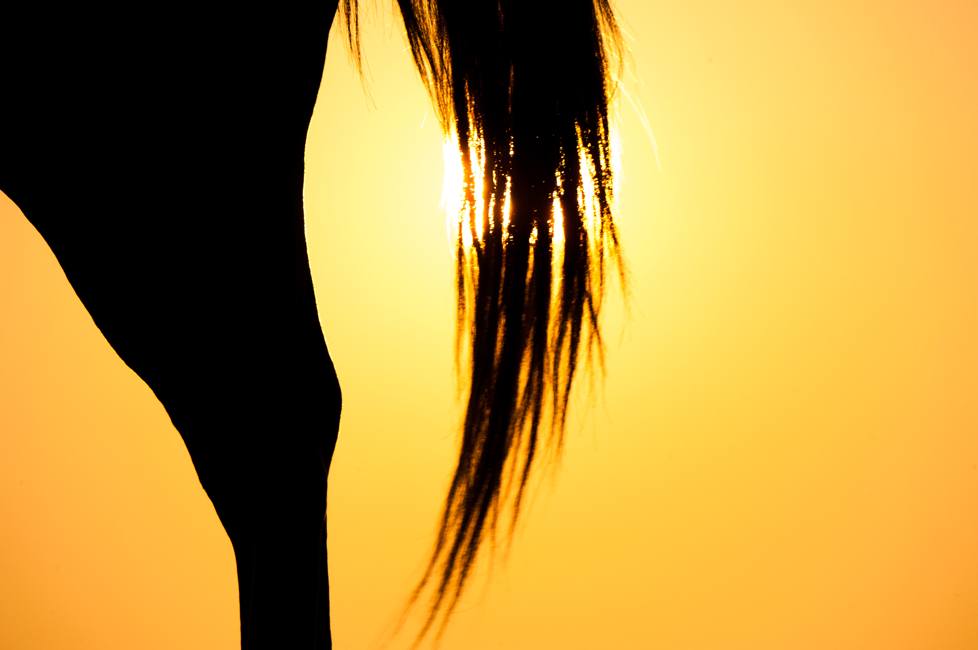 Covered sun