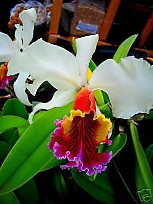 White flower & full colored.