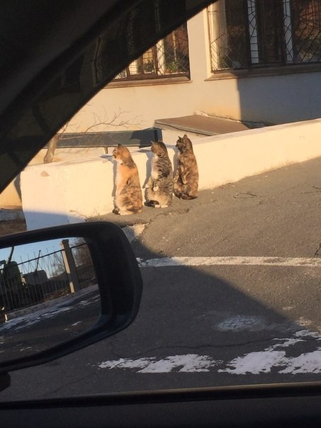 cats