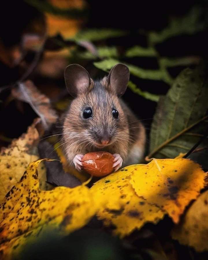 AutumN animal :)