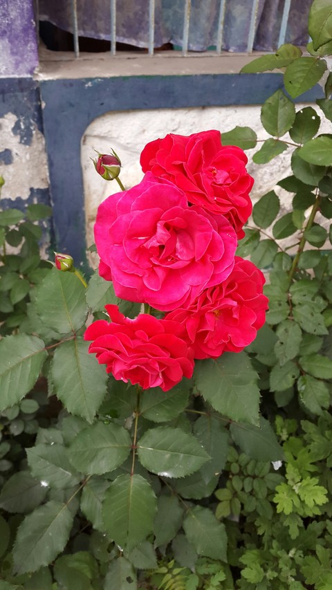 roses