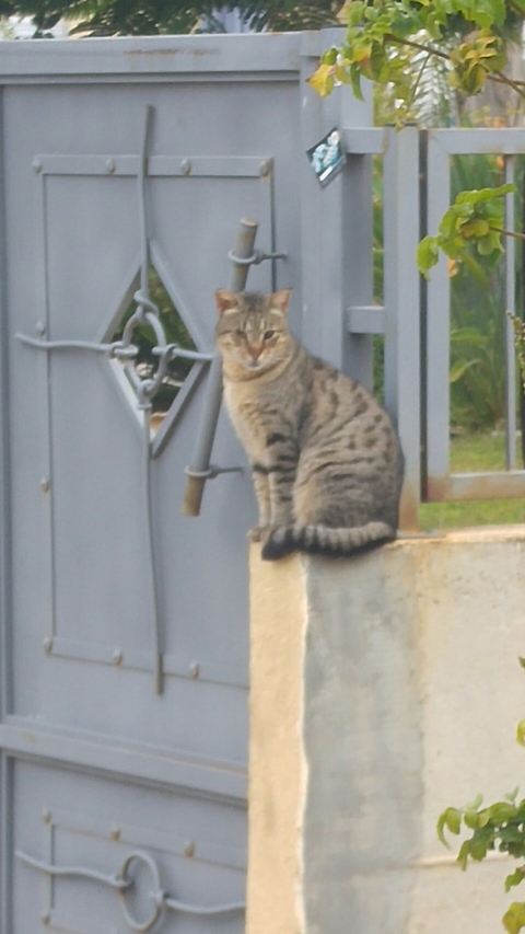 cute cat :3