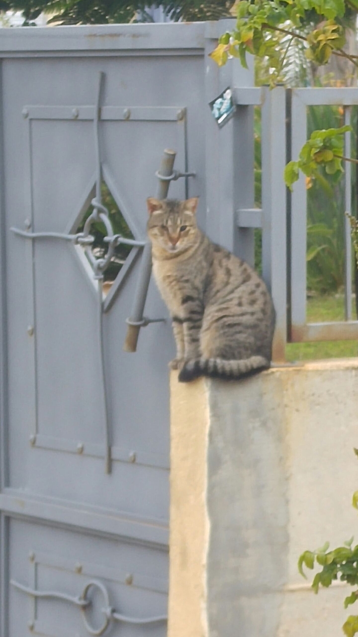 cute cat :3